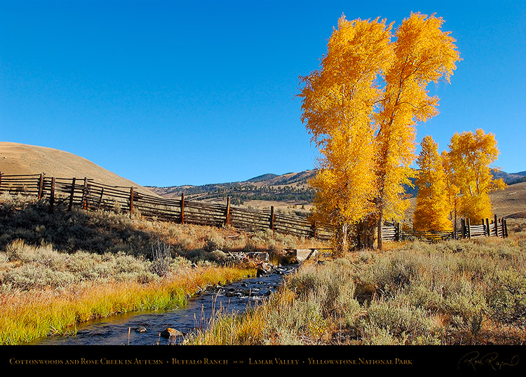 RoseCreek_Cottonwoods_LamarValley_0504