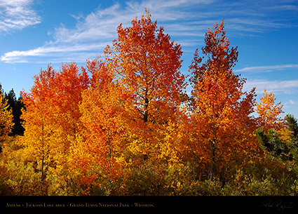 Aspens_JacksonLake_GrandTetons_1003