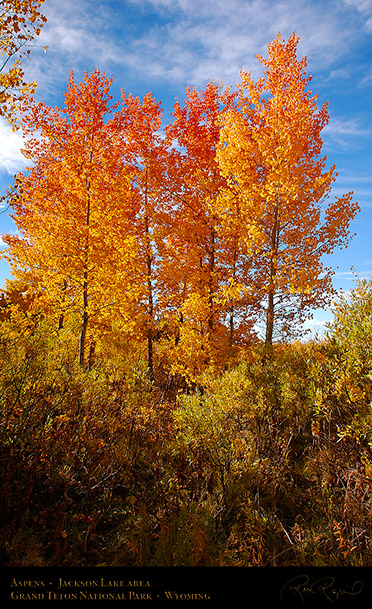 Aspens_JacksonLake_GrandTetons_1005