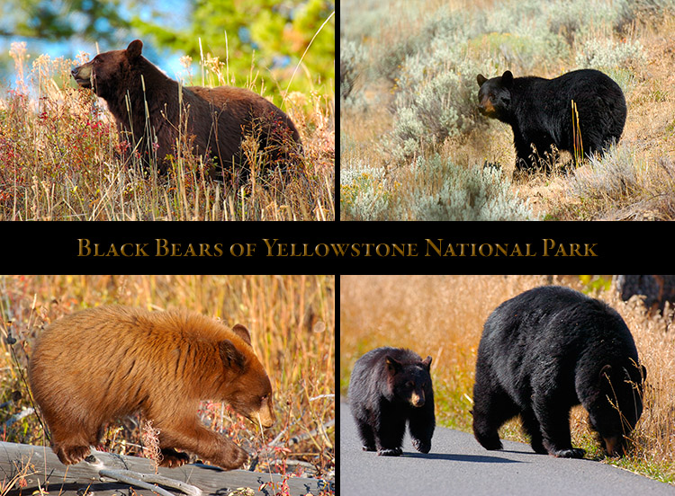 Yellowstone_Bears