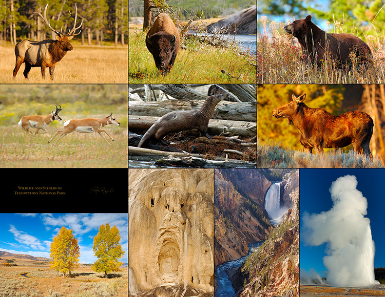 The Wildlife of Yellowstone National Park