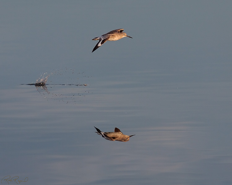 Willet_Flight_HS5912s