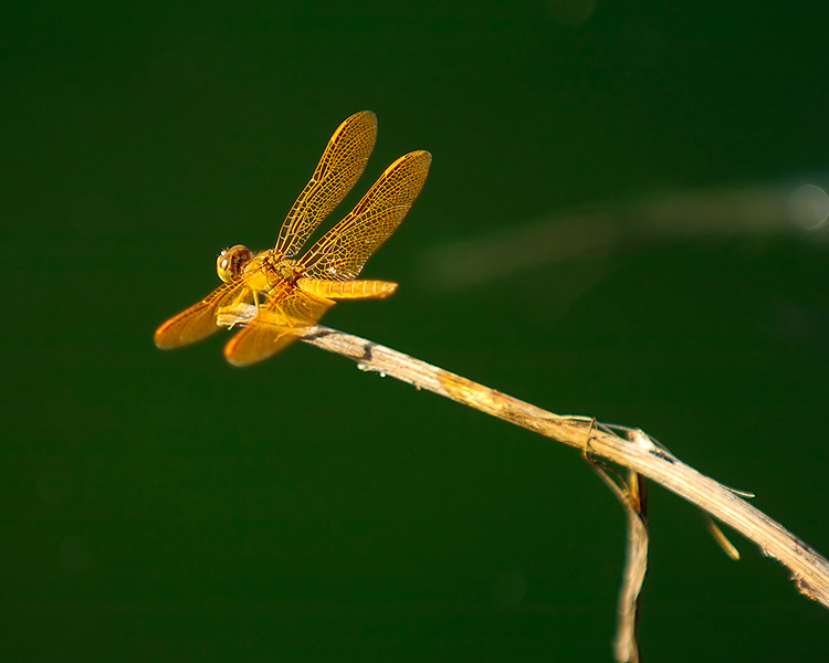 YellowDragonfly_6481M