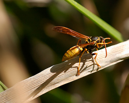 YellowJacket_1674c_M