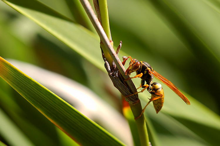 YellowJacket_1677c