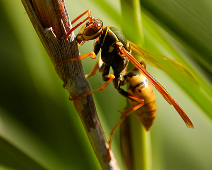 YellowJacket_1683c_M