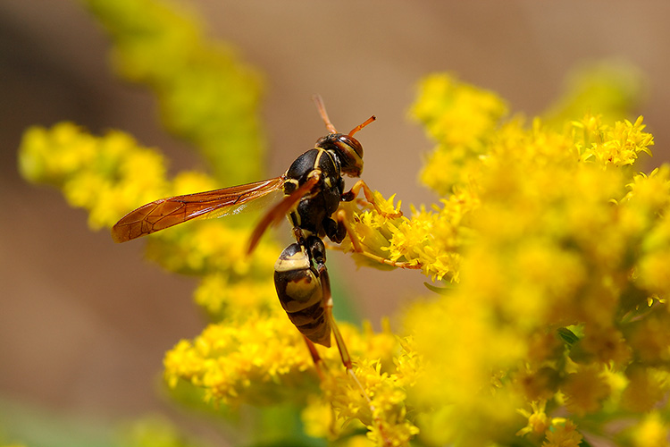 YellowJacket_2348