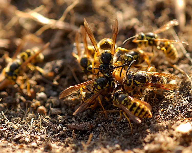 YellowJacket_FeedingFrenzy_4626c_M