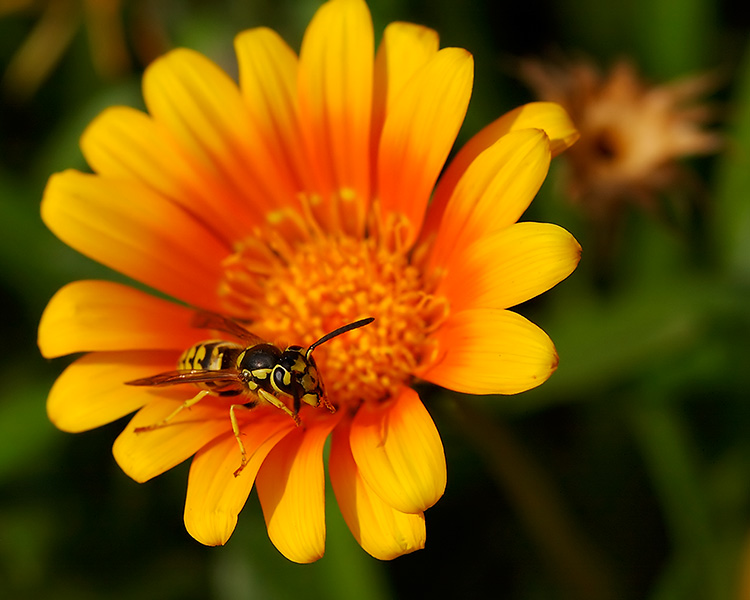 YellowJacket_onDaisy_2966M