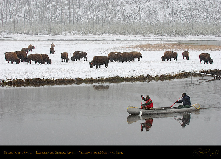 Bison_inSnow_GibbonRiver_5715