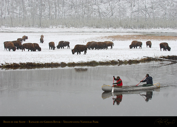 Bison_inSnow_GibbonRiver_5715