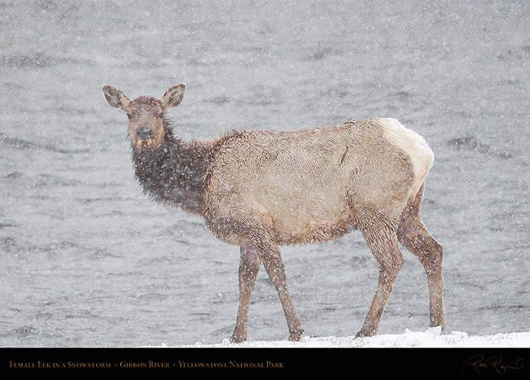 Elk_in_aSnowstorm_5719