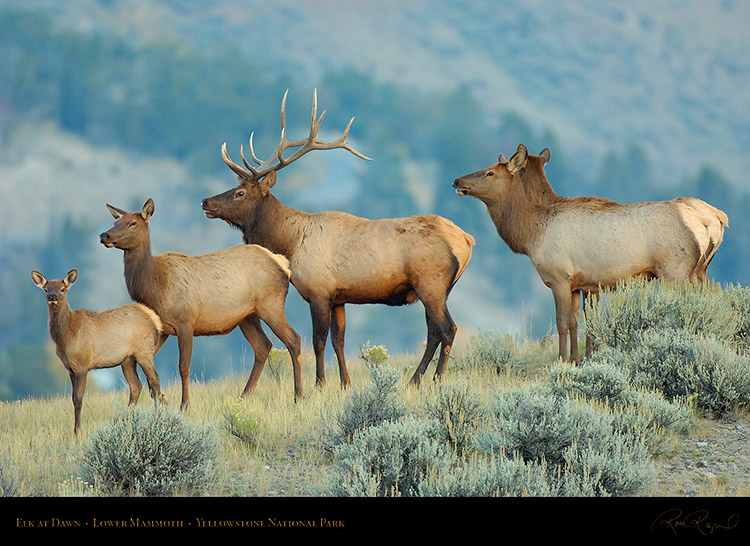 Elk_atDawn_LowerMammoth_0225