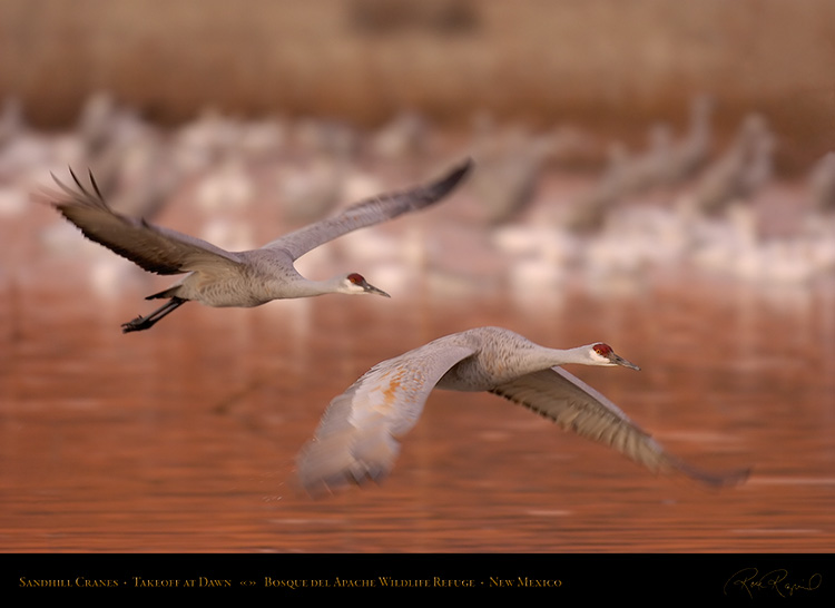 SandhillCrane_DawnTakeoff_3393