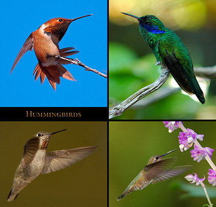 Hummingbirds_s