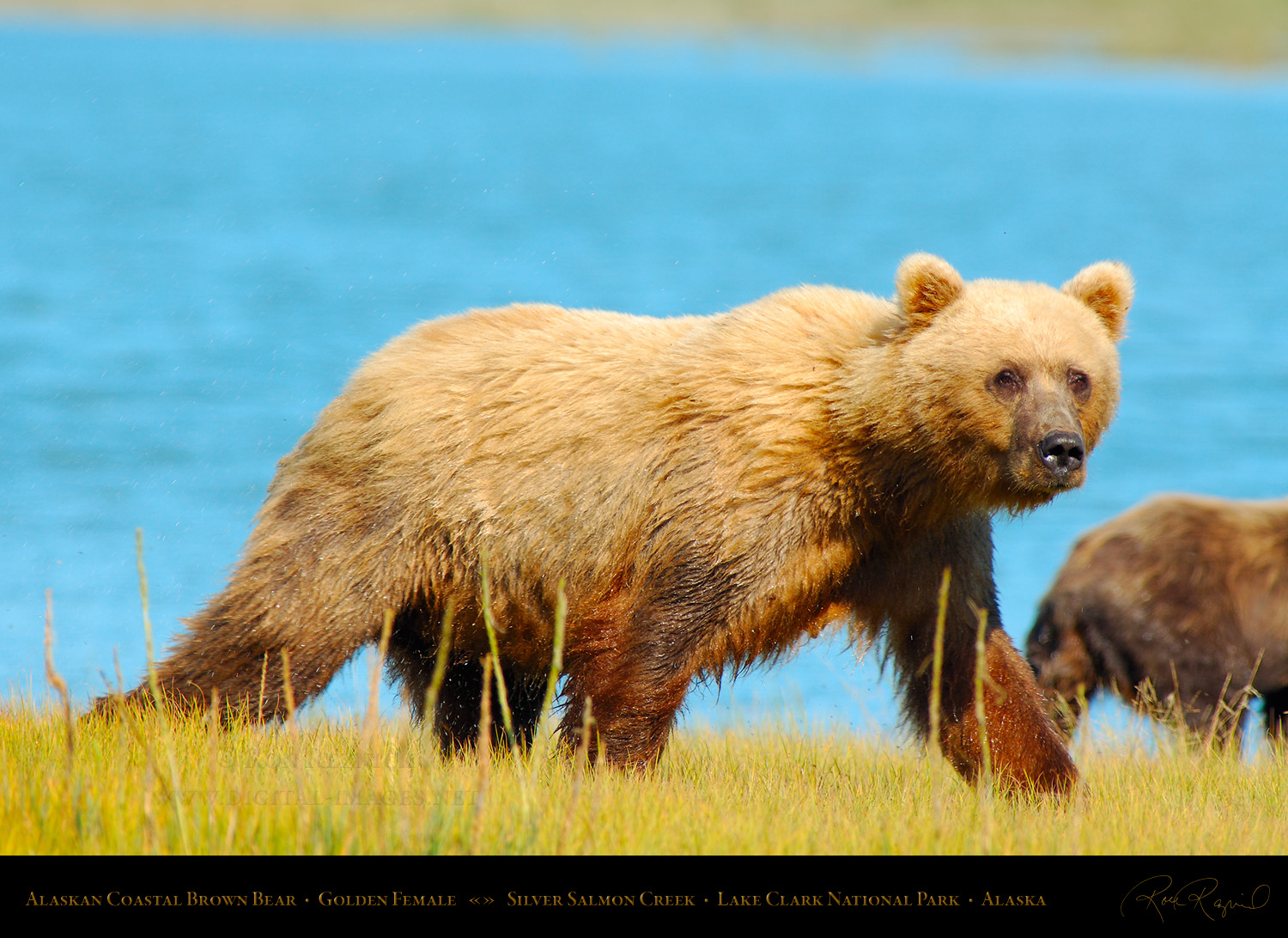 Golden Brown Bear Female and Cubs Portraits and Playing