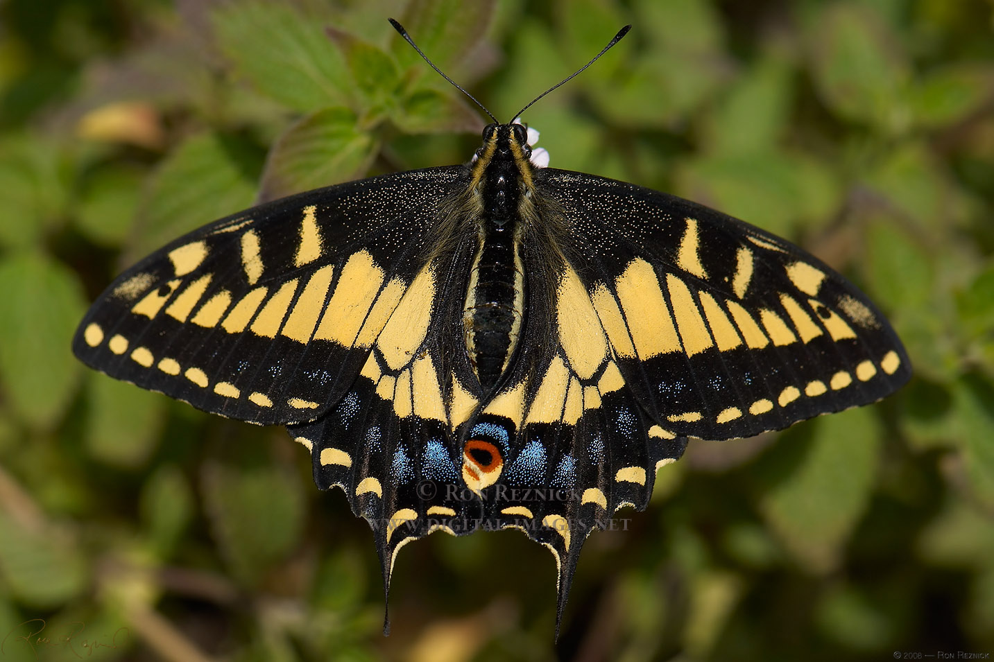 Anise Swallowtail