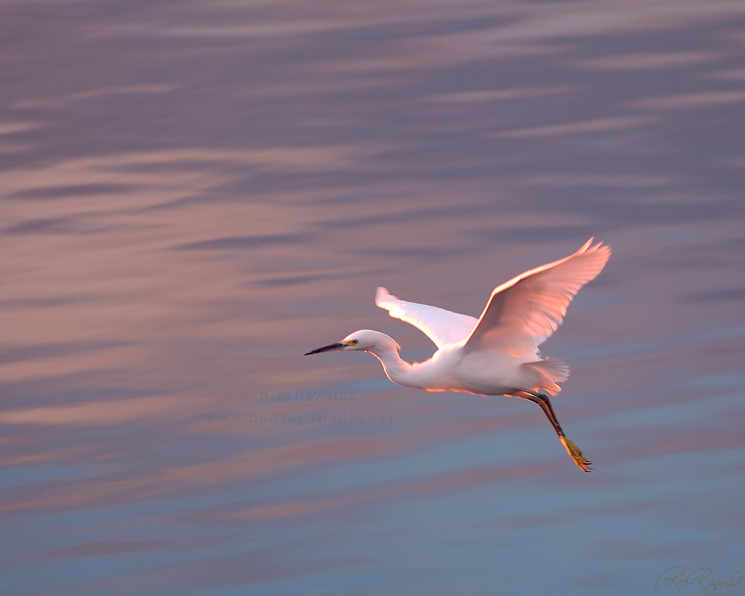 Snowy Egrets Snowy Egrets
