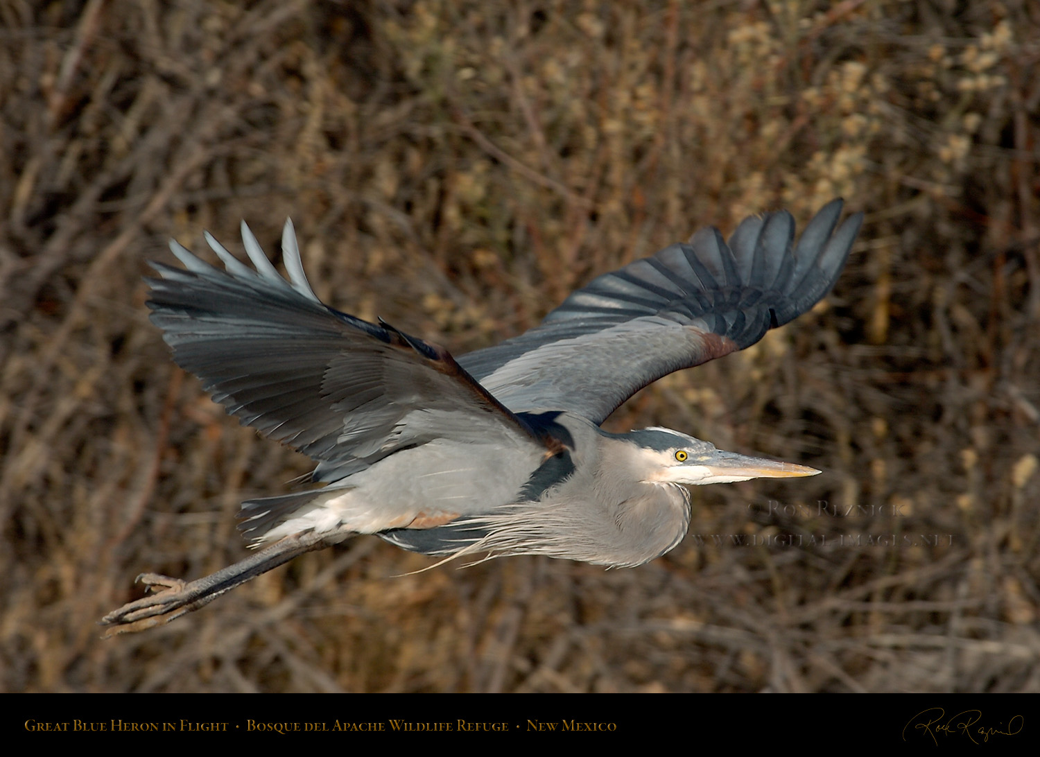 The Great Blue Heron... 