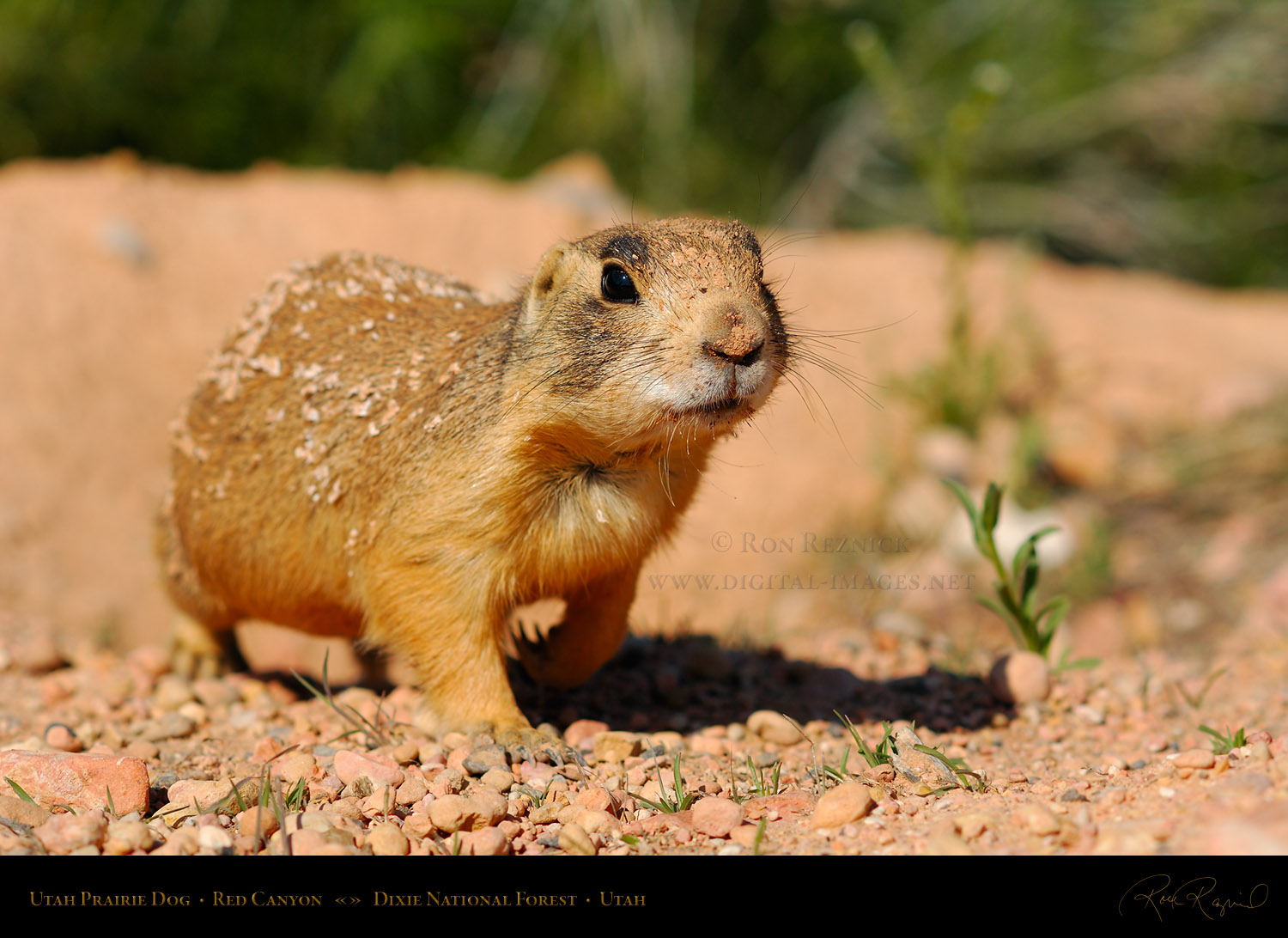 UTAH PRAIRIE DOG | Female with young based on her naked 