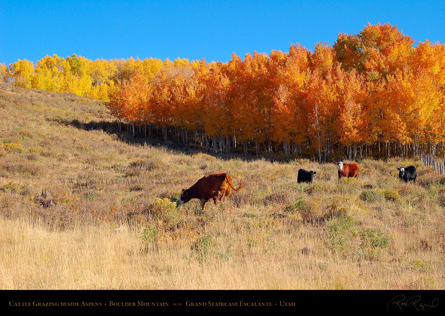 utah scenic collection direct link to the aspens and utah scenic ...