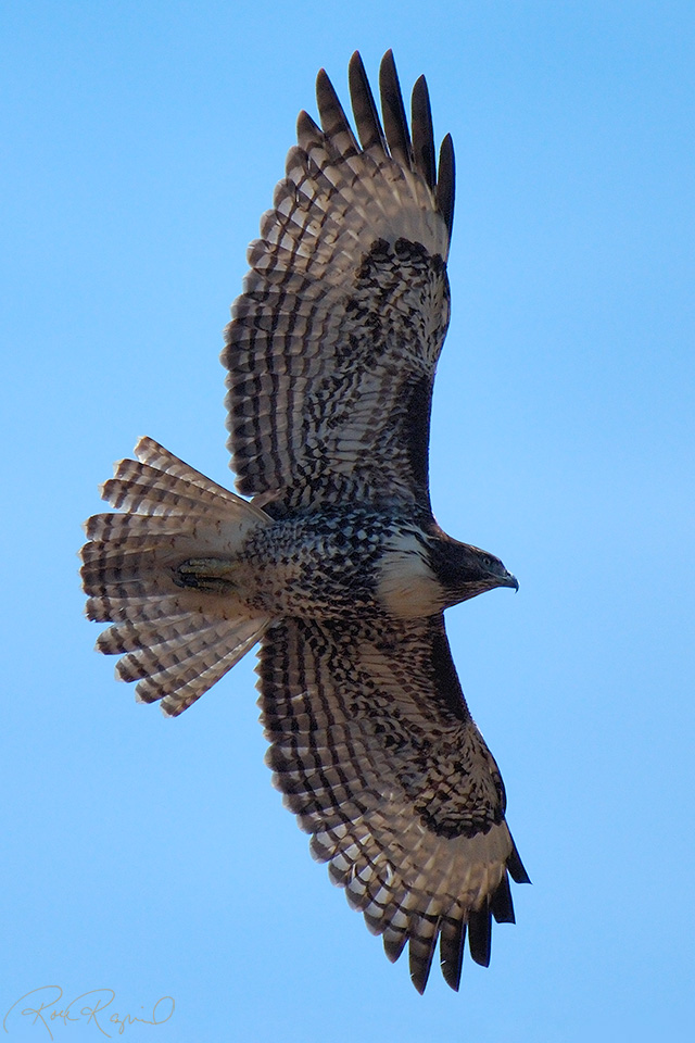 RufousMorph_RedTail_Juvenile_X2805