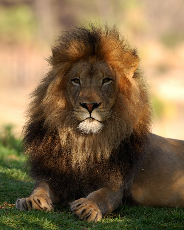 Lion_HS7167_LG