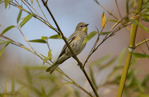 AudubonsWarbler_Bamboo_8014LGsigned