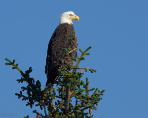 BaldEagle_X3769LGsigned