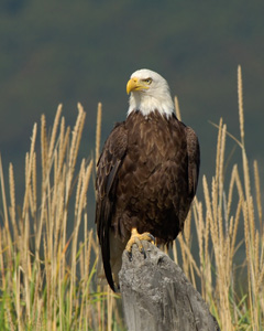BaldEagle_X3892LGsigned
