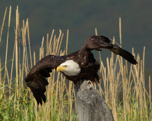 BaldEagle_X3897LGsigned