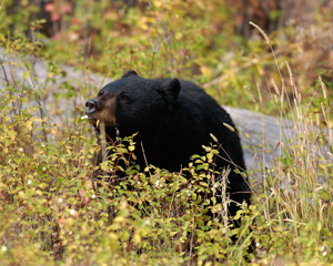 BlackBear_TastingBerries_9032LGsigned
