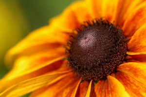 BlackEyed_Susan_X4849XLsigned
