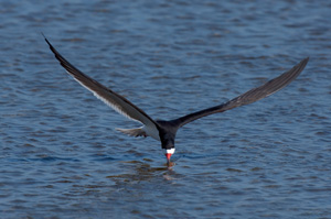 BlackSkimmer_X4516XLsigned