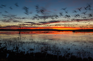 Bosque_Dawn_Flyout_X8728XLsigned
