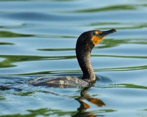BreedingCormorant_X1174XLsigned