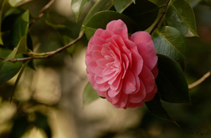 Camellia_0861LGsigned