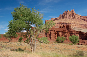 CastleRock_CapitolReef_5827LGsigned