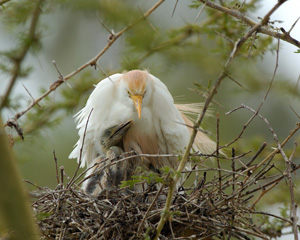 CattleEgret_andChick_HS0532LGsigned
