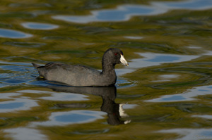 Coot_X5138XLsigned