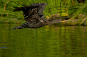 CormorantFlight_X5476XLsigned