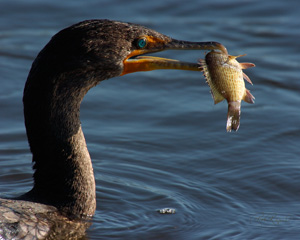 Cormorant_wPrey_0312LGsigned