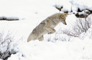 CoyotePounce_6791LGsigned