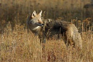 Coyote_0326LGsigned
