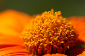 Daisy_X4848XLsigned
