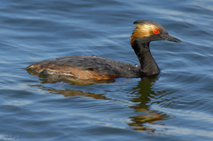 EaredGrebe_X0155XLsigned