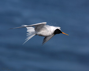 Elegant_Tern_shakeoff_HS4897LGsigned