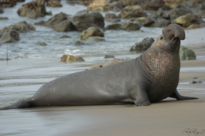ElephantSeal_3936LGsigned