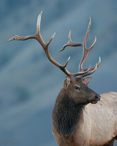 ElkPortrait_7525LGsigned