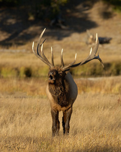 Elk_0722LGsigned